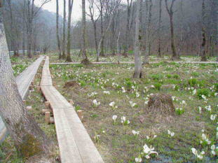 �������@�吴��